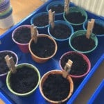 Displaying plant pots