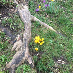 Flowers at Rookwood School, Andover.