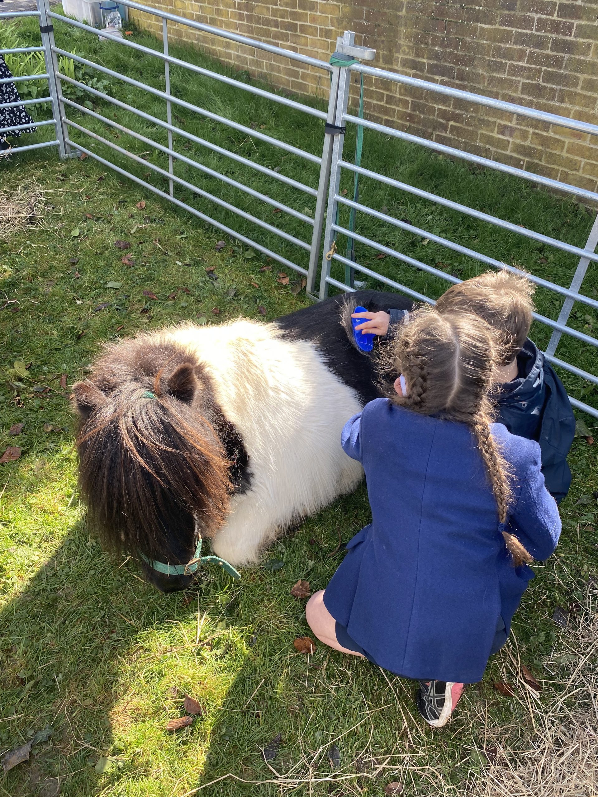 Rookwood school students on a school trip brushing a shetland pony.
