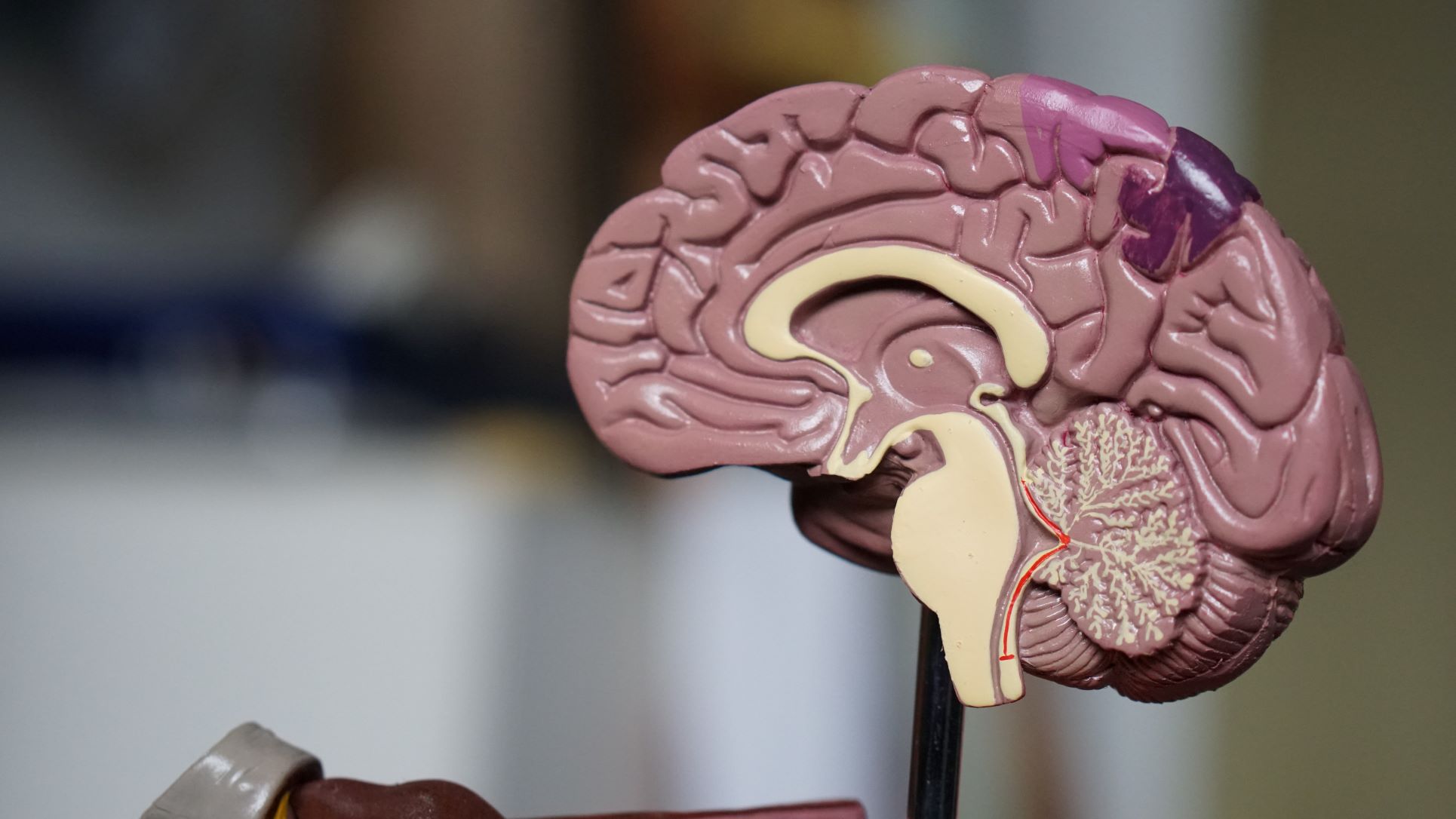 A model of a brain displayed in a Rookwood School class.